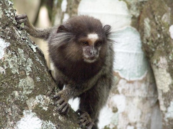 Macaco: o que são, ameaças, importância, espécies - Brasil Escola